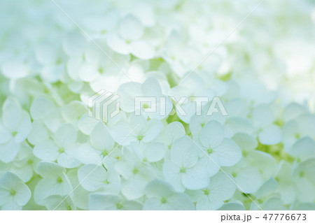 白い紫陽花 群馬下仁田あじさい園 の写真素材