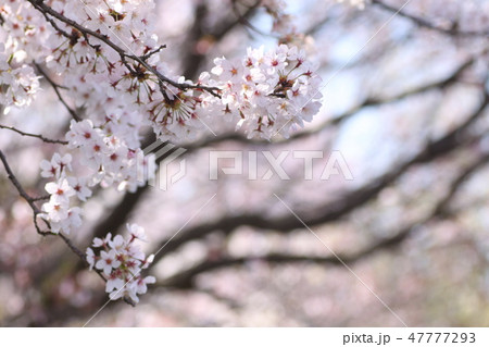 柏尾川プロムナードの桜 47777293