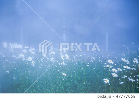 霧 花 水煙 47777658