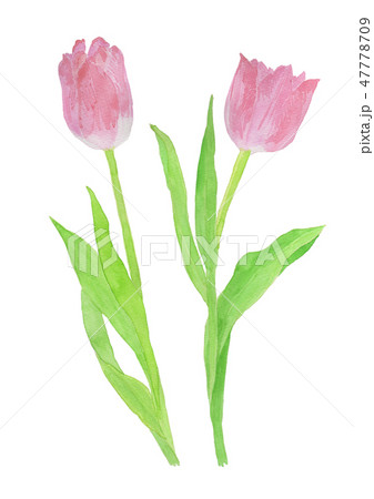 Tulipa Gesneriana チューリップのイラスト素材