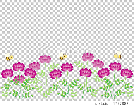 れんげ草3 47778823