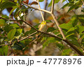 メジロ 47778976