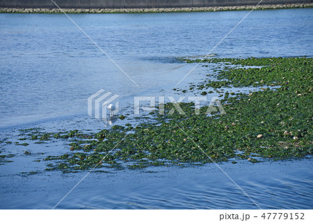 干潟 47779152