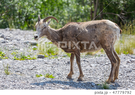 Goat in Canada Goat in Canada 47779792