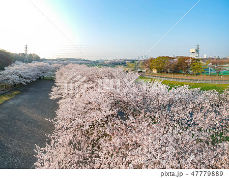 空撮 見沼田んぼの桜並木 日本一の桜回廊 空撮 見沼田んぼの桜並木 日本一の桜回廊 47779889