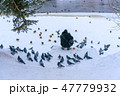 A man is feeding doves and ducks on  frozen river  47779932