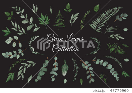 Vector designer elements set collection of greeng leaves herbs in watercolor style. 47779960