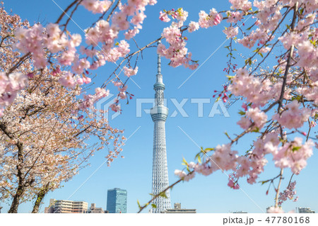 春　隅田公園の桜と東京スカイツリー 47780168