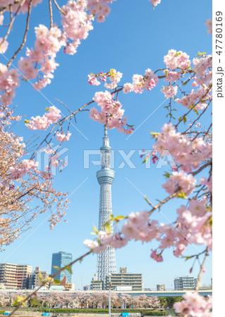 春 隅田公園の桜と東京スカイツリー 春 隅田公園の桜と東京スカイツリー 47780169