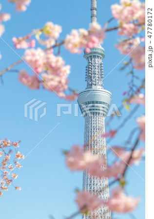 春　隅田公園の桜と東京スカイツリー 47780172