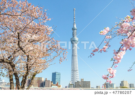 春　東京スカイツリーと桜　隅田公園 47780207