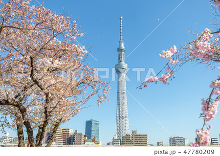 春　東京スカイツリーと桜　隅田公園 47780209