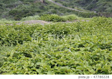 阿蘇山　南阿蘇村　九州 47780228