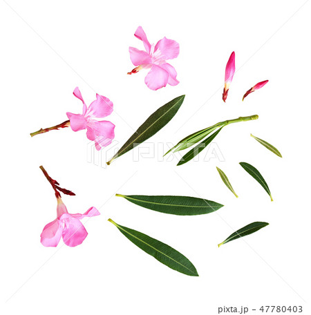 Set of pink oleander flowers and leaves Set of pink oleander flowers and leaves 47780403