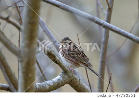 カシラダカ 47780551