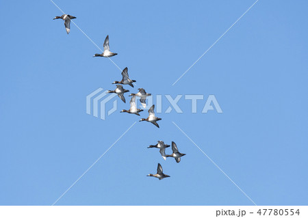 スズガモ 47780554