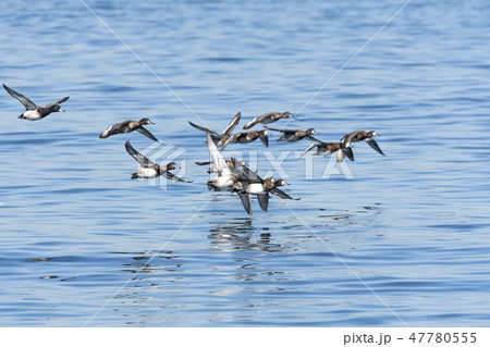 スズガモ 47780555