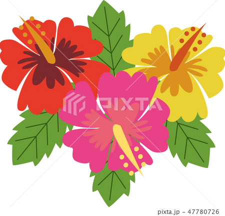 ハイビスカス 47780726