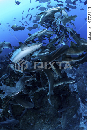 海を泳ぐサメの群れ 海を泳ぐサメの群れ 47781154