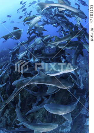 海を泳ぐサメの群れ 47781155