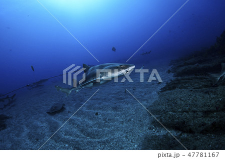 青い海を泳ぐサメ 青い海を泳ぐサメ 47781167