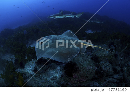 青い海を泳ぐエイ 47781169