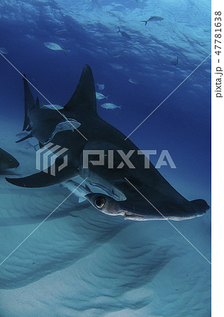 バハマにてサメ 47781638