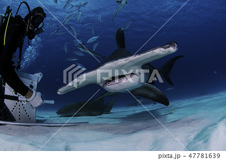 バハマにてサメ 47781639