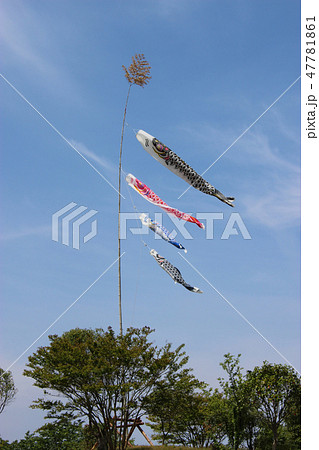 青空にたなびく鯉のぼり 青空にたなびく鯉のぼり 47781861