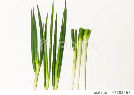 ねぎ。野菜。食品。 47782467
