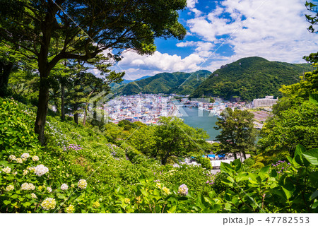 【静岡県下田市】アジサイ咲く下田公園、下田港 【静岡県下田市】アジサイ咲く下田公園、下田港 47782553