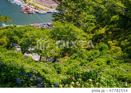 【静岡県下田市】アジサイ咲く下田公園、下田港 【静岡県下田市】アジサイ咲く下田公園、下田港 47782554
