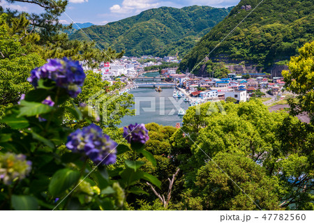 静岡県下田市 アジサイ咲く下田公園 下田港の写真素材