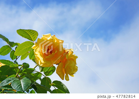 オレンジがかった黄色が美しいバラ 47782814