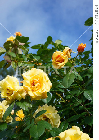 オレンジがかった黄色が美しいバラ 47782824