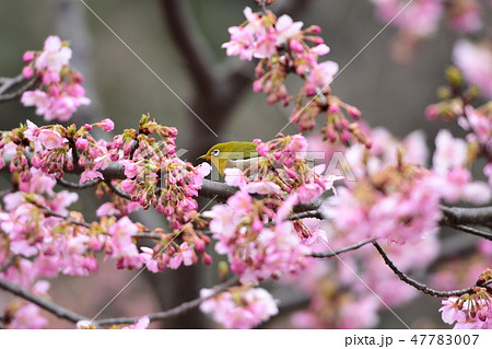 桜とメジロ 桜とメジロ 47783007
