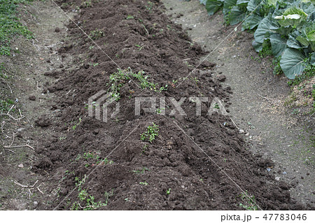 土作り　早春 47783046