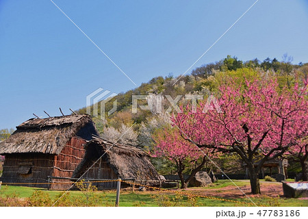 科野の里歴史公園 47783186