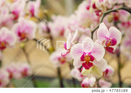 Close up of orchid bouquet with natural background Close up of orchid bouquet with natural background 47783189