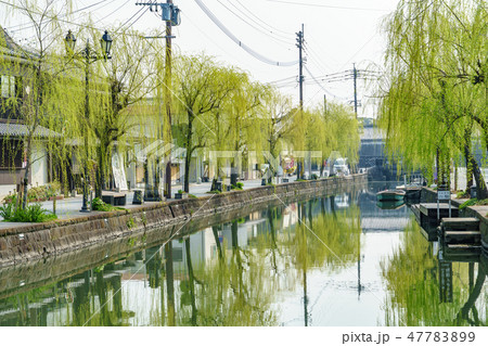 柳川 川下り 柳の木 47783899