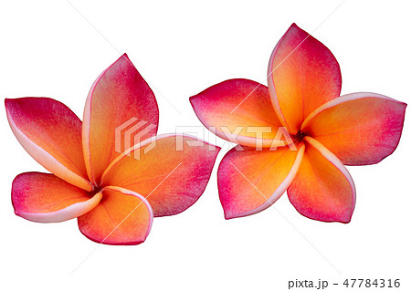 Yellow-pink plumeria flowers Yellow-pink plumeria flowers 47784316