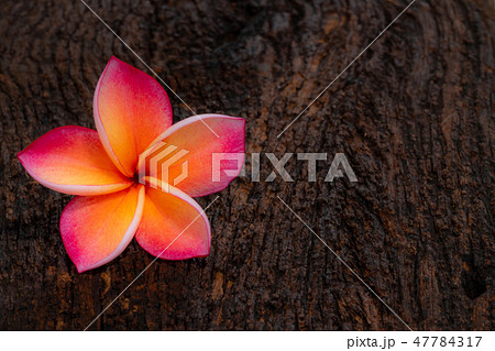 Yellow-pink plumeria flowers Yellow-pink plumeria flowers 47784317