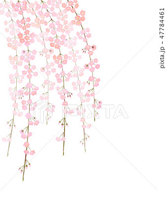 しだれ桜のイラスト素材 47784461 Pixta
