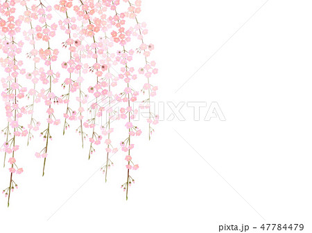 しだれ桜のイラスト素材 47784479 Pixta