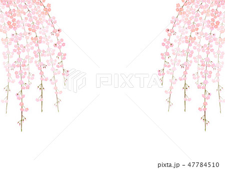 しだれ桜のイラスト素材 47784510 Pixta