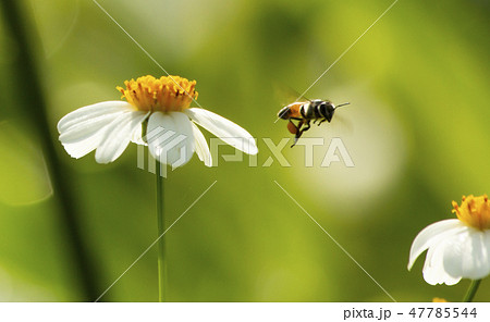 bee flying on flower bee flying on flower 47785544