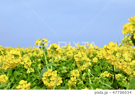 菜の花畑(滋賀県) 菜の花畑(滋賀県) 47786034