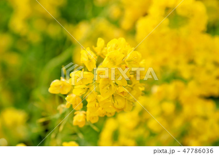 菜の花、クローズアップ（滋賀県） 47786036