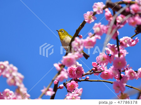 梅にメジロ 47786378