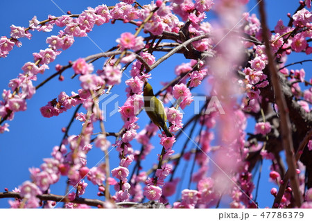梅にメジロ 47786379